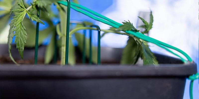 Piegare il fusto principale in sicurezza