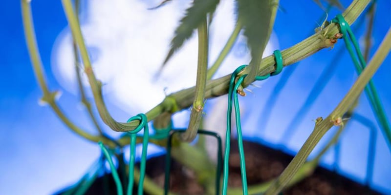 Allenare i rami laterali per una chioma uniforme