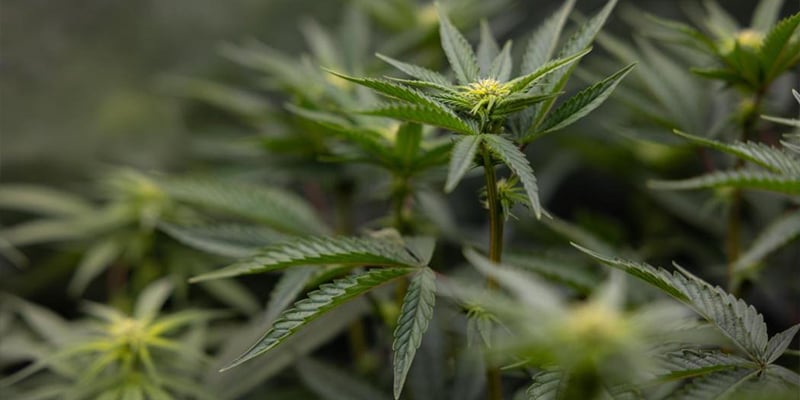 Consigli e trucchi per ottenere risultati migliori con l&rsquo;LST