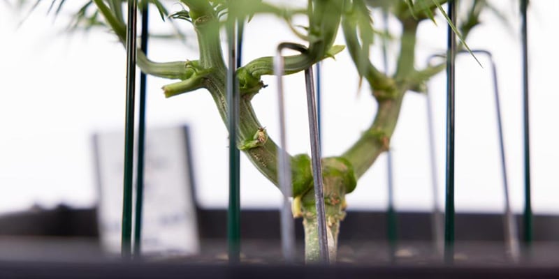 Cosa rende una variet&agrave; di cannabis adatta all&rsquo;LST?