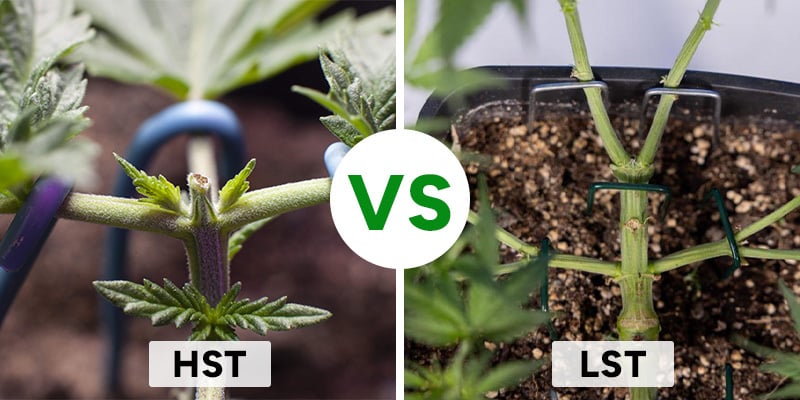 Allenamento a basso stress vs allenamento ad alto stress