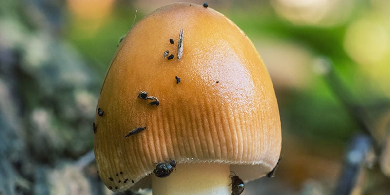 funghi magici Acari Dei Funghi