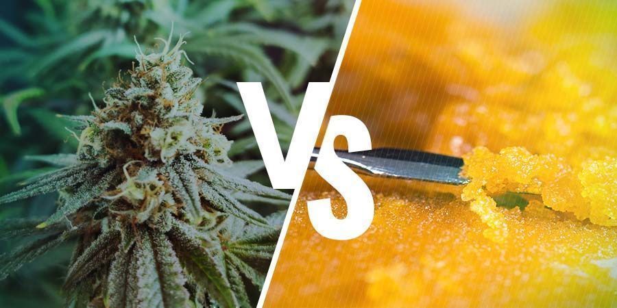 DIFFERENZA FRA FIORE DI CANNABIS E CONCENTRATI