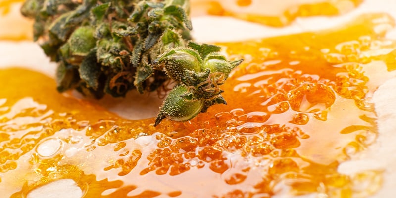 Concentrati e fiori di cannabis a confronto