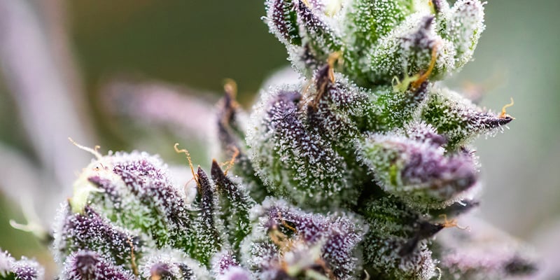 Terpeni