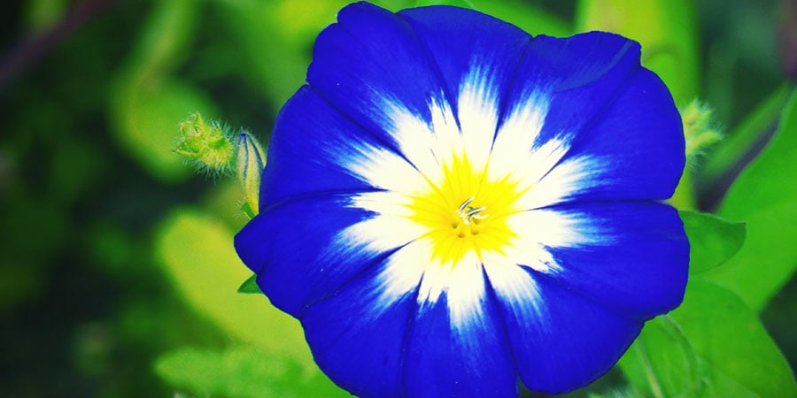 MORNING GLORY (IPOMOEA TRICOLOR)
