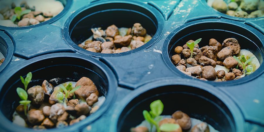 Coltivazione Di Cannabis - Tecniche Idroponiche