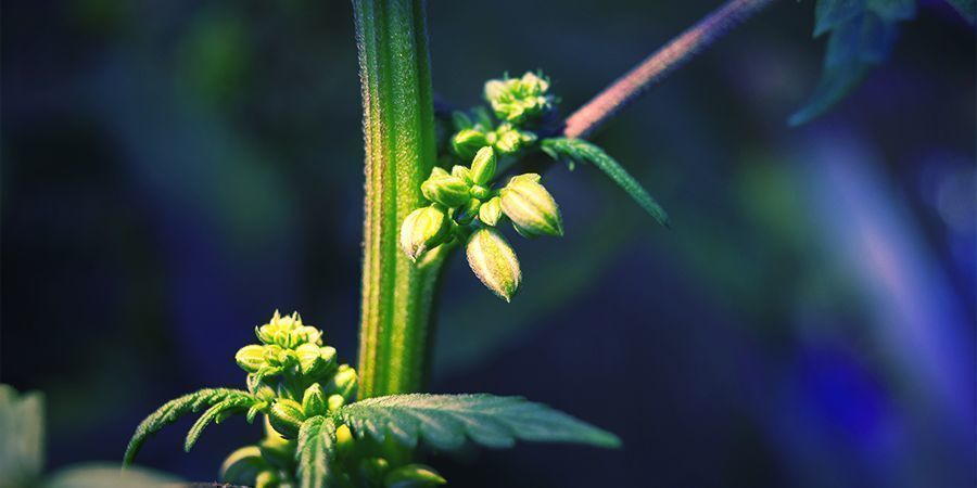 GUIDA RAPIDA PER LA CACCIA AI MIGLIORI FENOTIPI DI CANNABIS