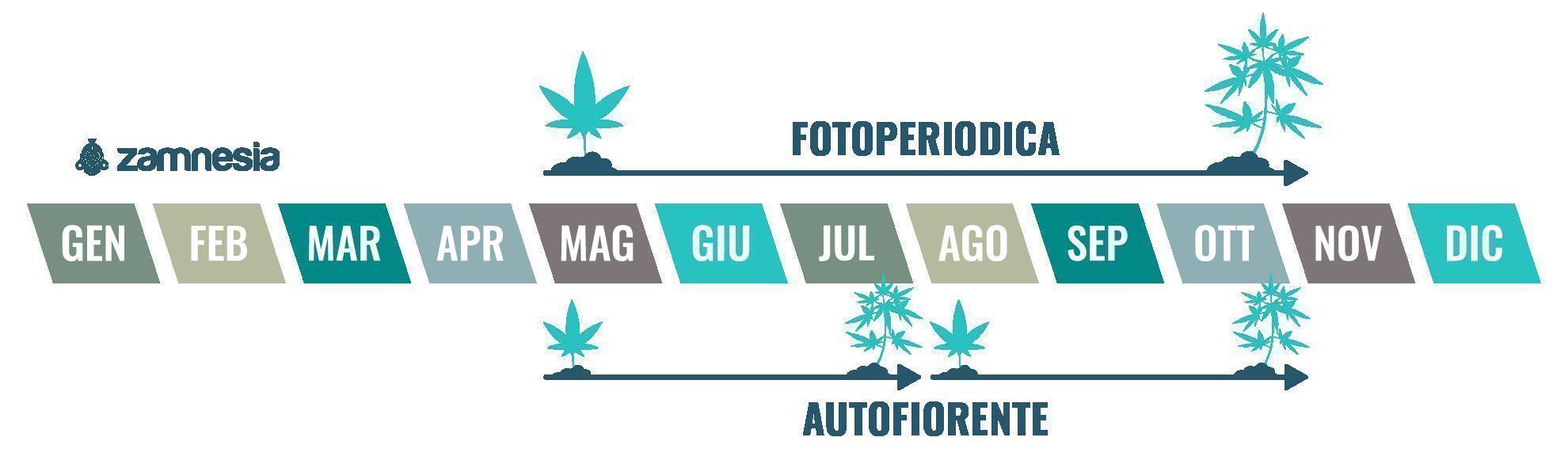 La cannabis è una pianta annuale