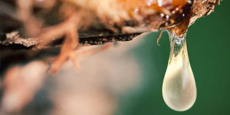 4 MODI PER INFLUENZARE LA PRODUZIONE DI ZUCCHERO NELLE PIANTE DI CANNABIS