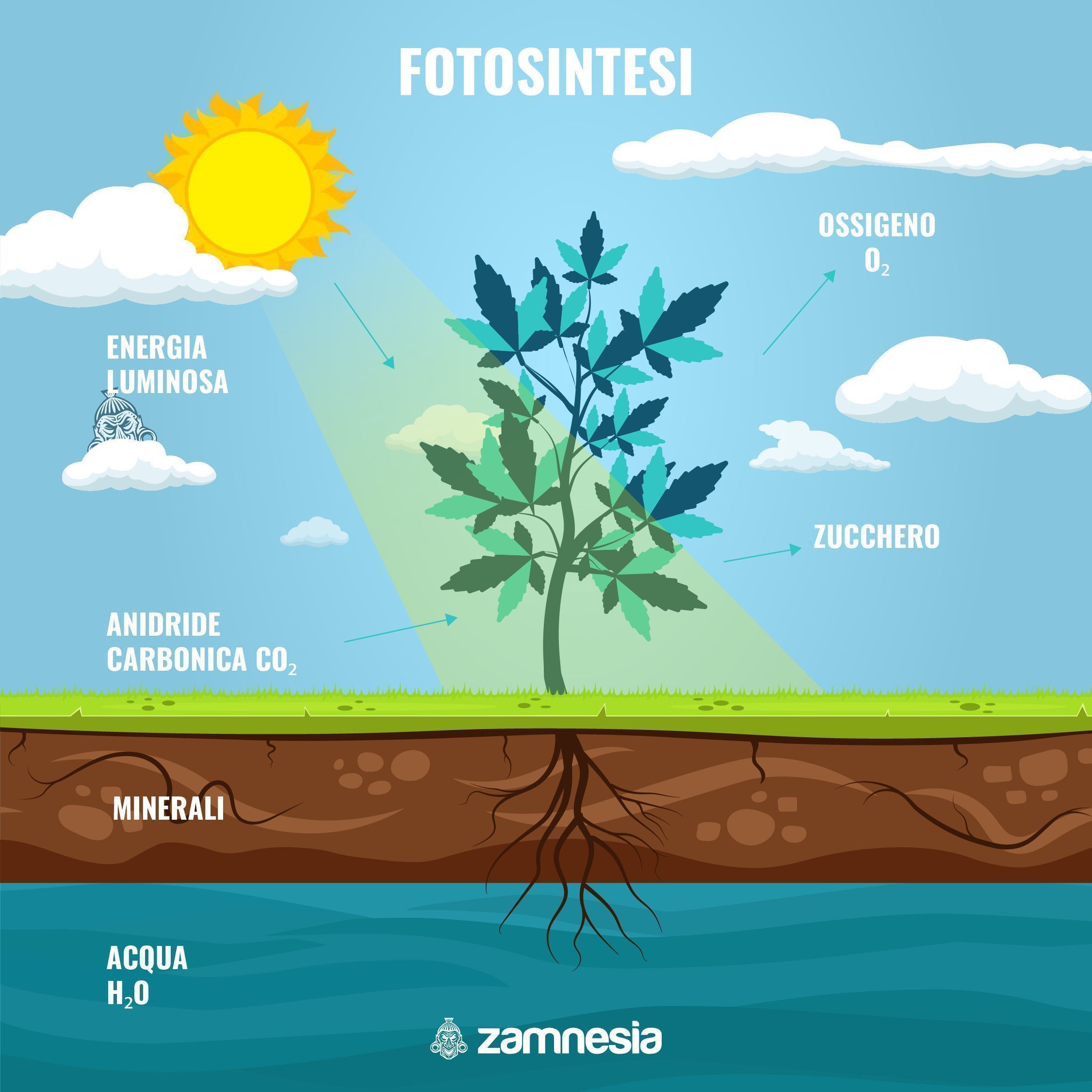 L’IMPORTANZA DELLA FOTOSINTESI PER GLI ZUCCHERI A CANNABIS