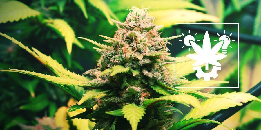 Consigli Per Coltivare La Cannabis Autofiorente Indoor E Outdoor