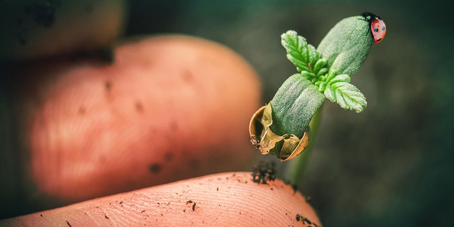 Seedfinder semi di cannabis: Esperienza In Campo Colturale