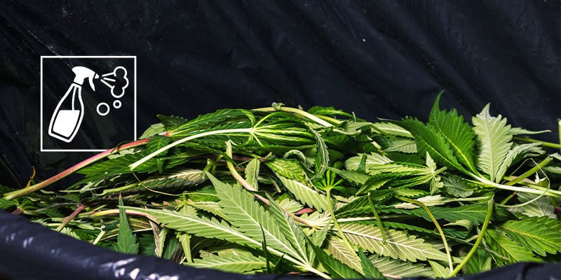 Mantenere Pulito l'Ambiente di Coltivazione della Cannabis