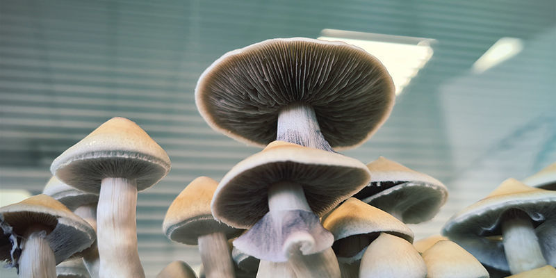 Psilocybe cubensis: Varietà Differenti