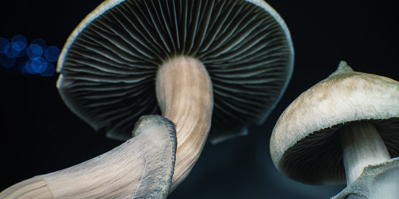 Psilocybe cubensis: Lamelle