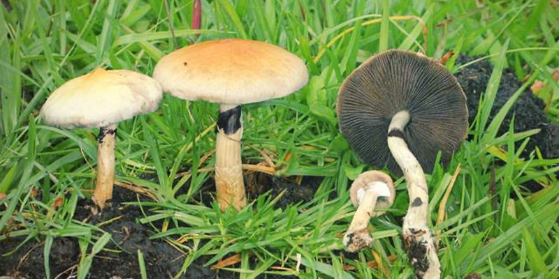 In Che Modo ha Guadagnato Popolarità lo Psilocybe Cubensis?