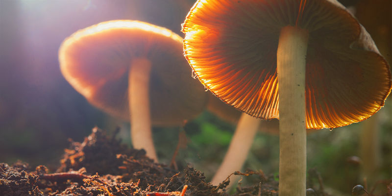 Psilocybe Cubensis: un Dono della Natura