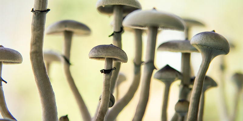 Psilocybe cubensis: Gambo