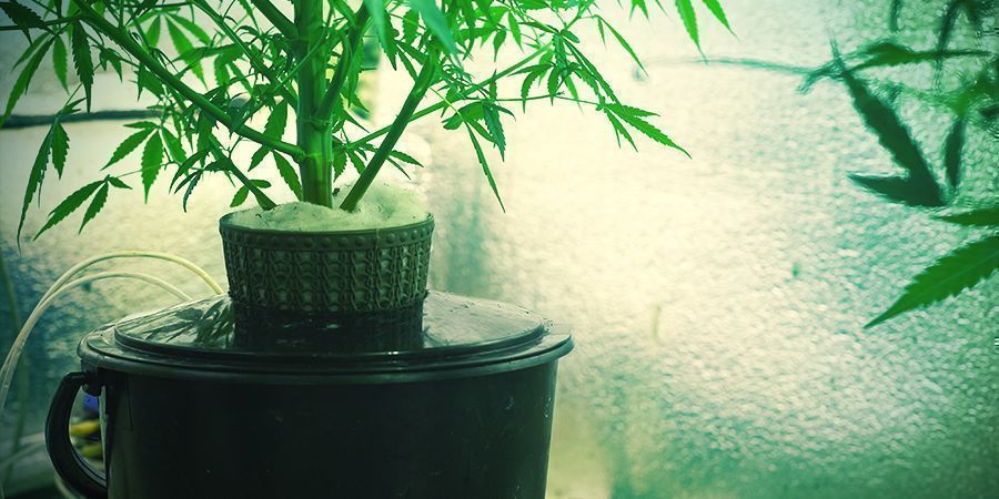 Cos'è la coltura idroponica della cannabis?