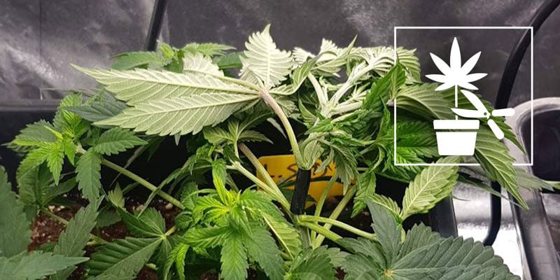 Guida Completa Alle Tecniche Di Coltivazione Della Cannabis Per Principianti