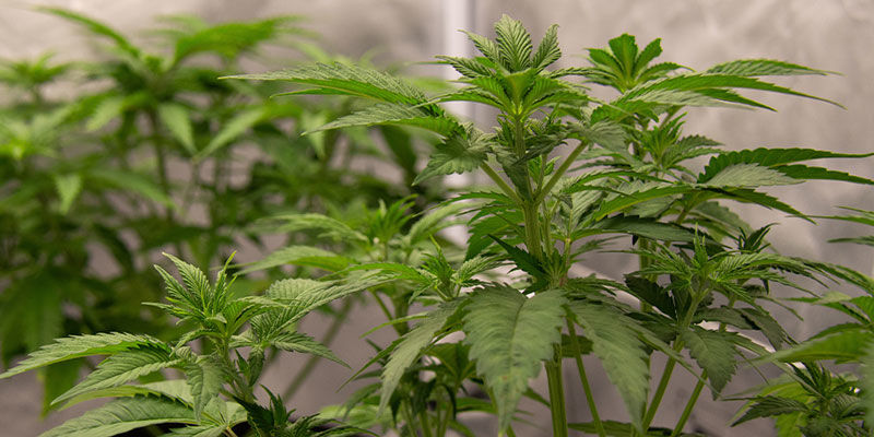 Perché i coltivatori sottopongono a training le loro piante di cannabis