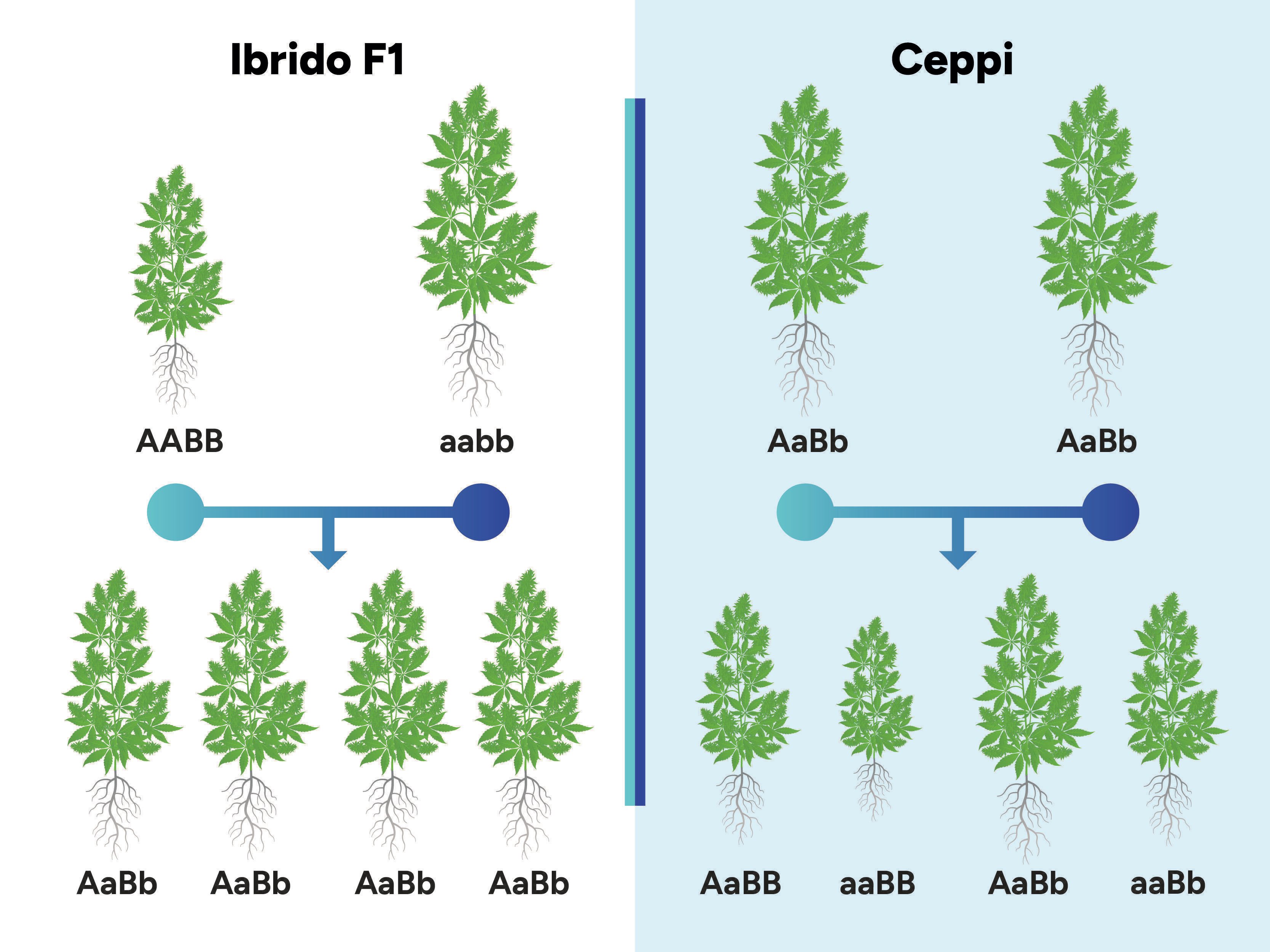Cosa Sono Gli Ibridi Di Cannabis F1?