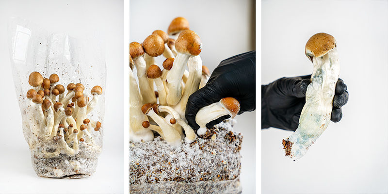 Come preparare il kit Ready-2-Grow di Zamnesia