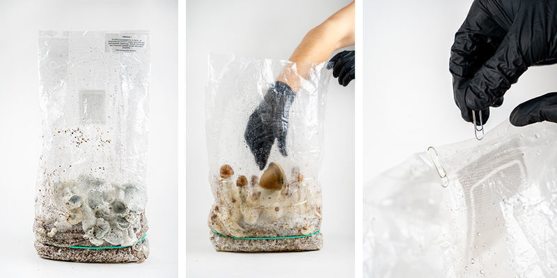 Kit Ready-2-Grow di Zamnesia: Raccolta