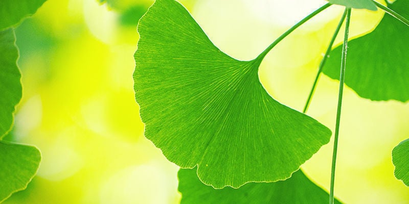 Come Ottenere Il Massimo Dal Ginkgo Biloba