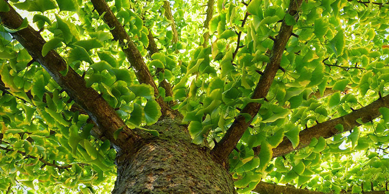 Perché il Ginkgo biloba è chiamato “fossile vivente”