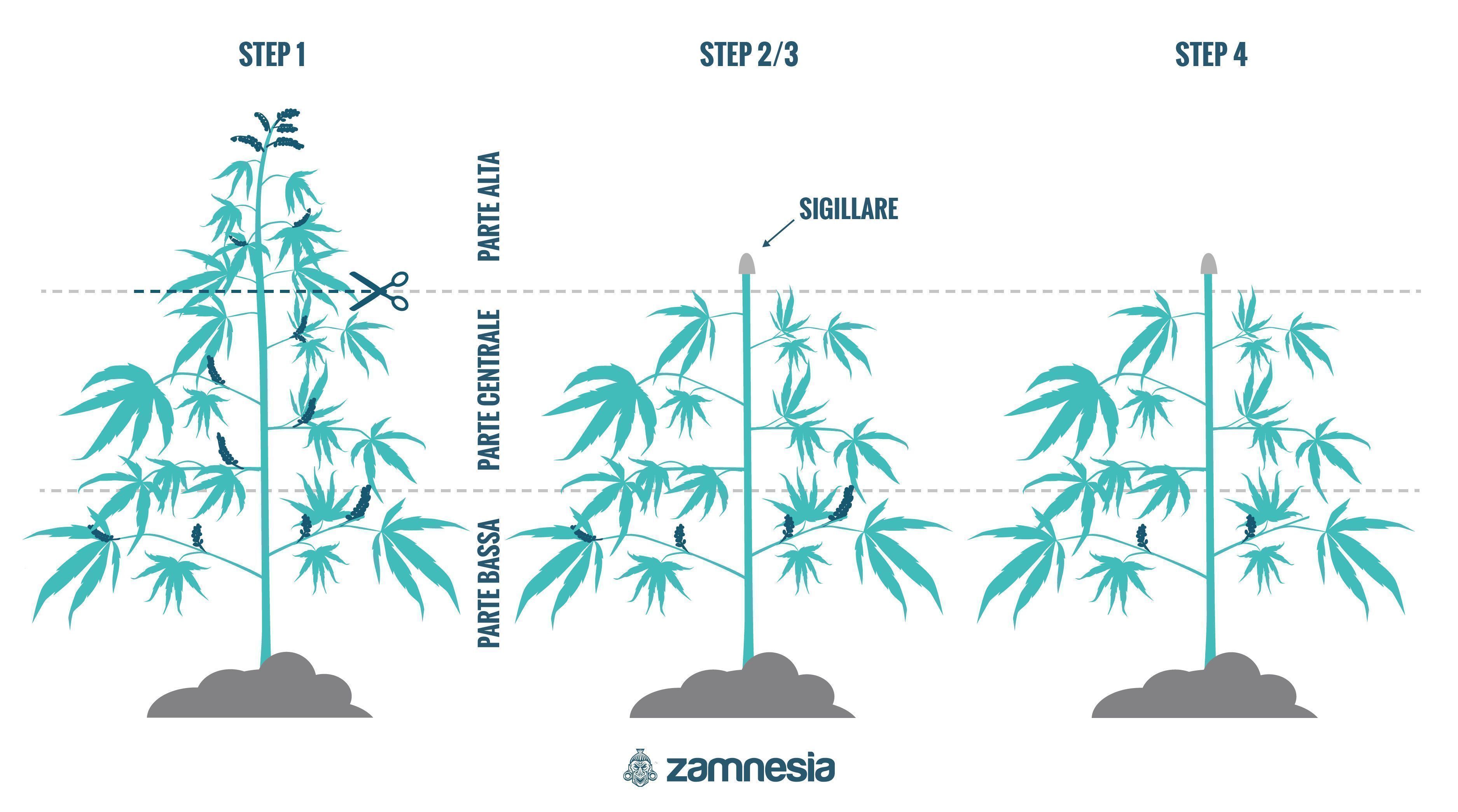 Come Rigenerare Le Piante Di Cannabis