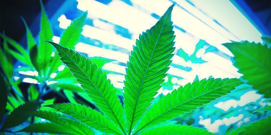 Come Funziona La Rigenerazione Della Cannabis?