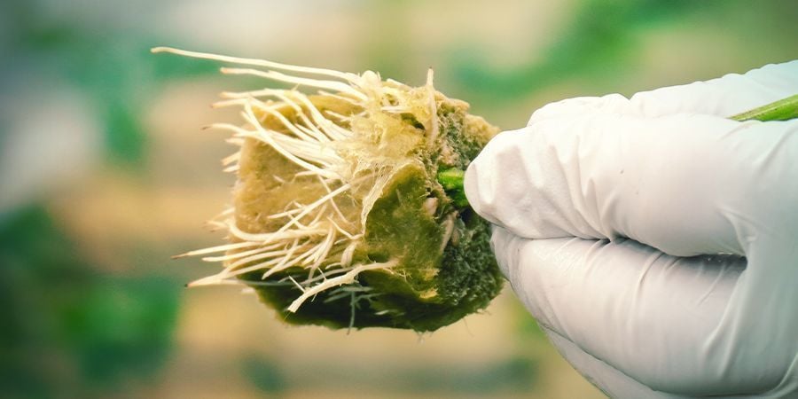 PERCHÉ CLONARE UNA PIANTA DI CANNABIS?