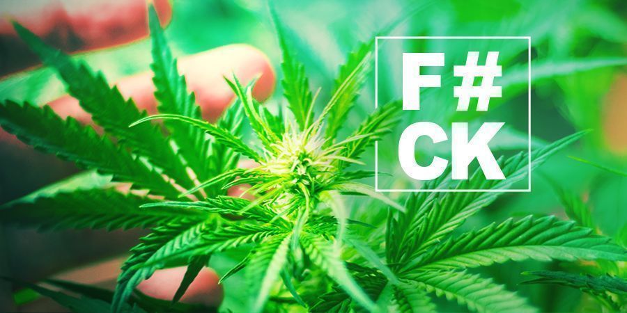 Fimming Cannabis: Tutto Quello Che C'è Da Sapere