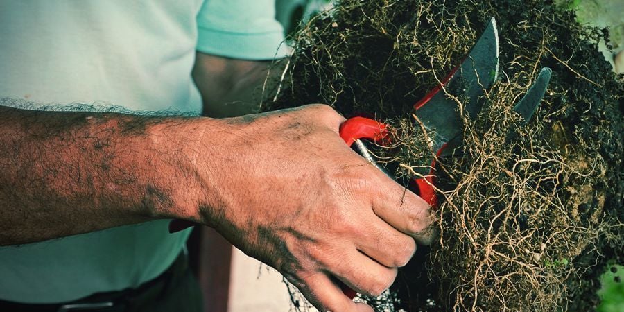 Strumenti e Linee Guida per la Potatura delle Radici di Cannabis