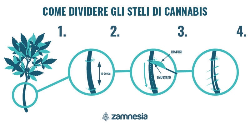 Come Realizzare Lo Splitting