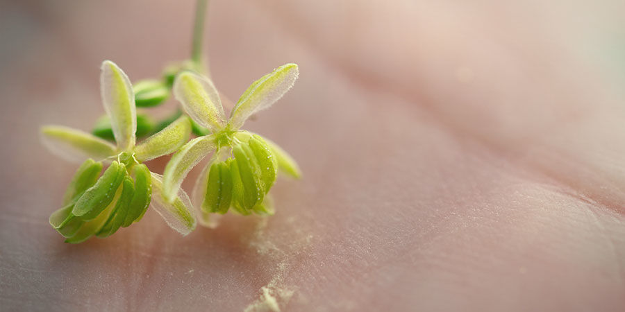 Come raccogliere il polline per un utilizzo futuro