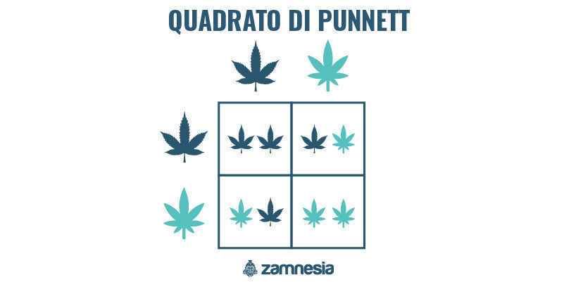 quadrato di Punnett