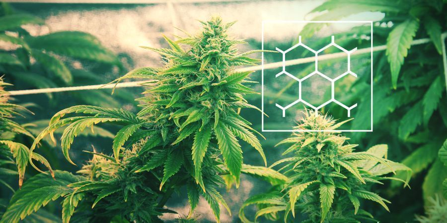 Conltivare Cannabis Con La Tecnica ScrOG