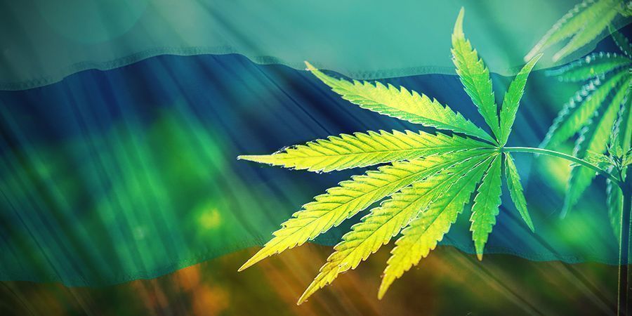 Cannabis Und Photosynthese