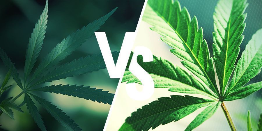 Qual è la differenza tra ruderalis e indica/sativa?