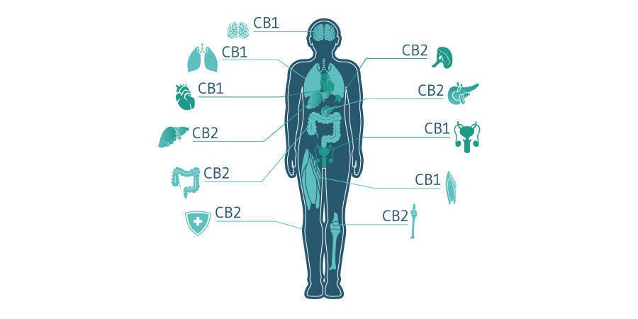 Come agisce il CBD?