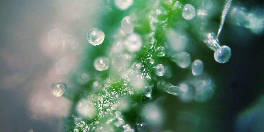 Livelli Di THC Nei Diversi Strain Di Cannabis