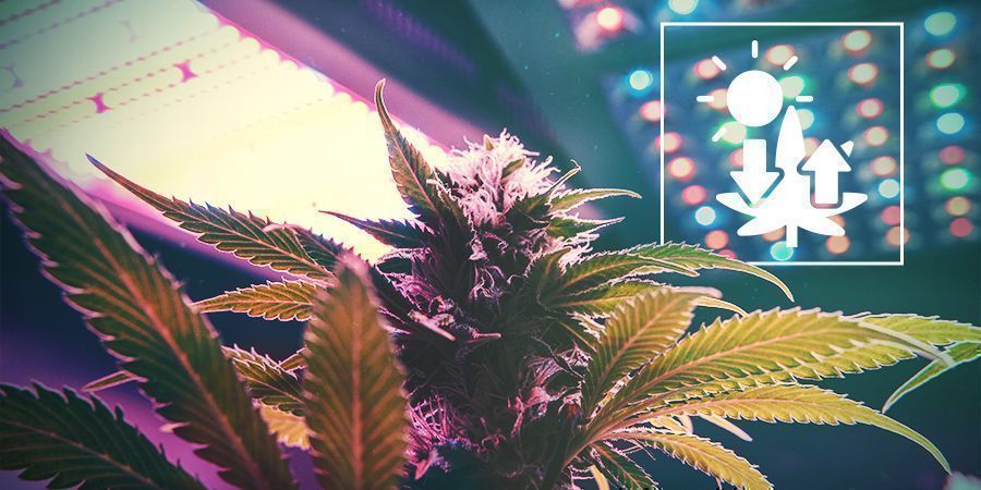 Cannabis E Fotosintesi