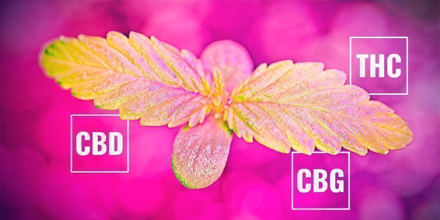 In Che Modo Il Tasso Di Fotosintesi Può Influenzare Il Contenuto Di Cannabinoidi