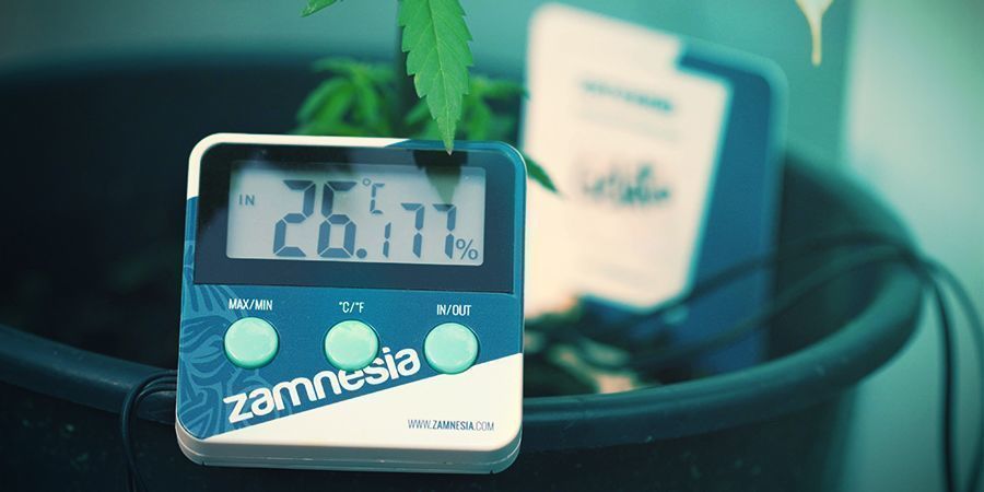 Cannabis E Condizioni Ottimali Per La Fotosintesi