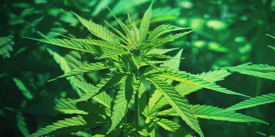 Cannabis: Stadio Della Crescita Vegetativa