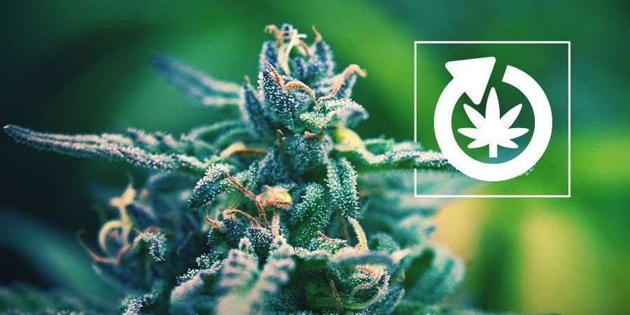 Il Ciclo Vitale Della Pianta Di Cannabis