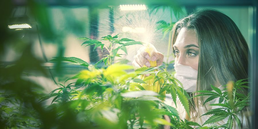 Cannabis Breeder professionisti